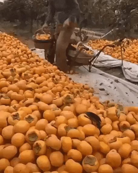 Урожай хумры