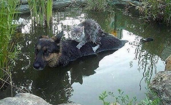 Момощь!) [Животные]