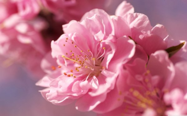 Image (8)