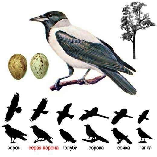 Серая ворона