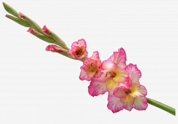 gladiolus001