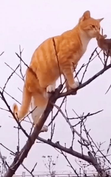 Догнал на вершине
