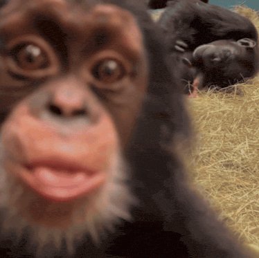 Monkey