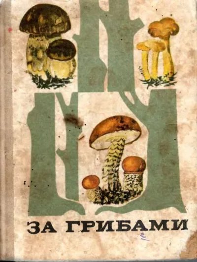 Тойбис. За грибами