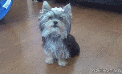 Dog-tricks-soccer-ball-high-five