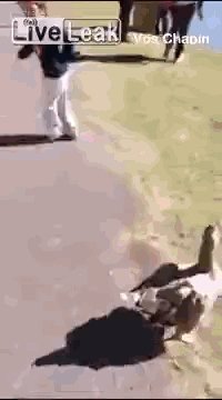 Гусь