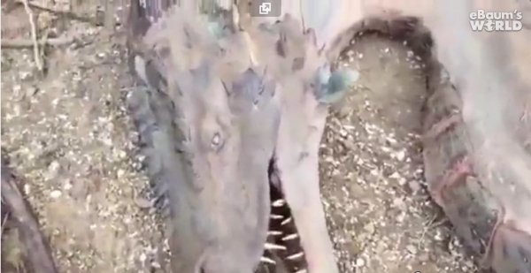 drakon4