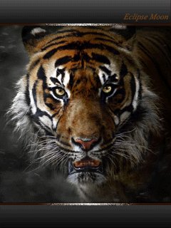 tiger