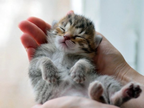 Котёнок. (2)