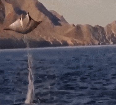 Летающие скаты)