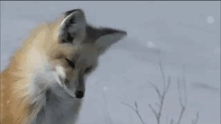 Лиса охотится