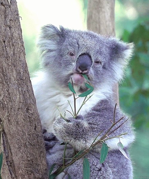 Коала