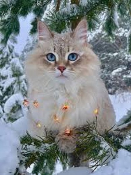Зимние коты (4)