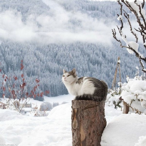 Зимние коты (45)