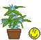 weedbush