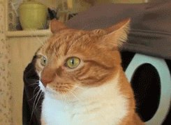 Кот вот это поворот (для ВП)