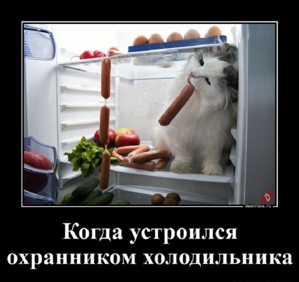 Когда устроился охранником холодильника