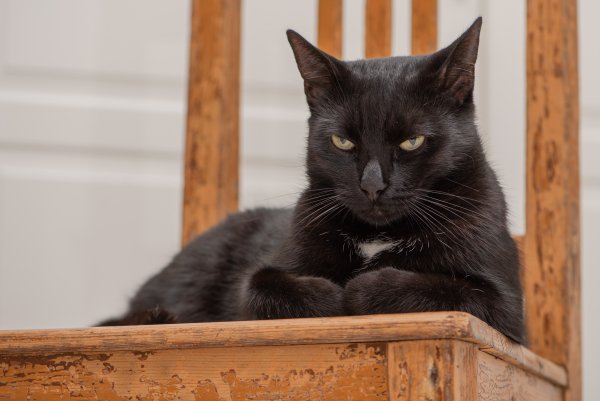 Animals-cats-esting-black
