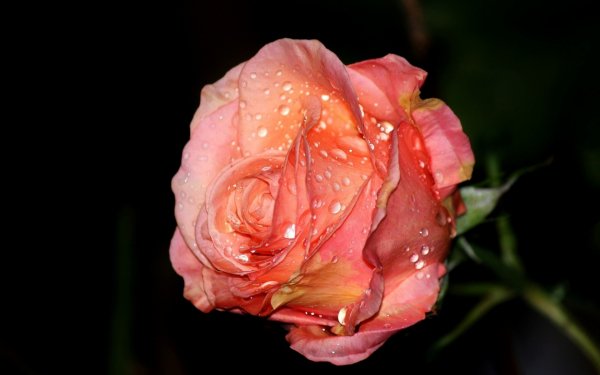 Image (69)