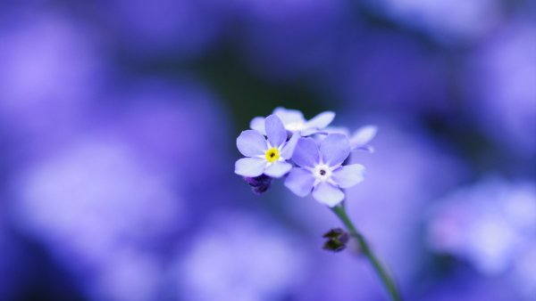 Image (79)