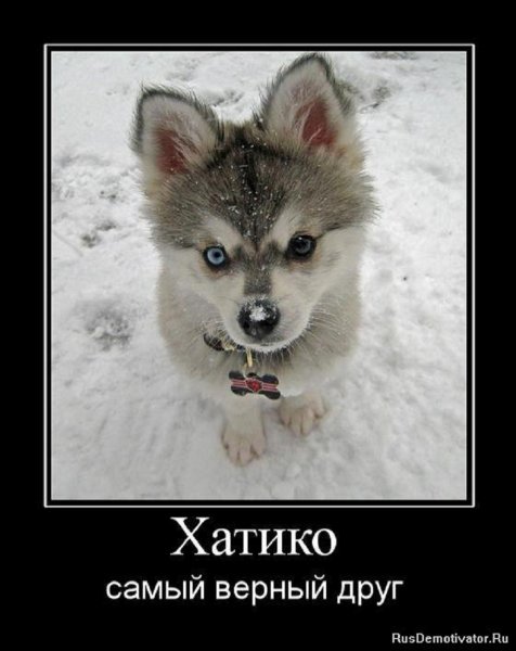 Хатико