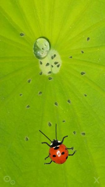 Main Bug3
