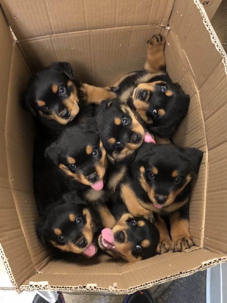 funny animals 002826 034