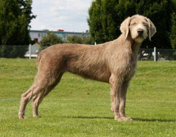 Словацкая жесткошёрстная легавая (2)
