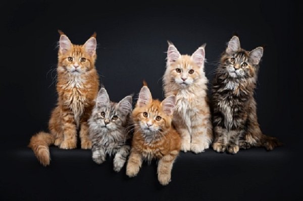 Коты..