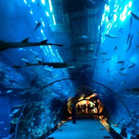 aquarium-in-dubai-mall
