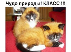 p.236.236.0