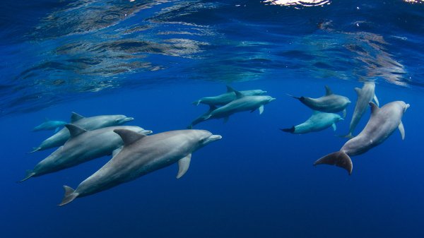 DolphinReunion ROW4153666724 UHD
