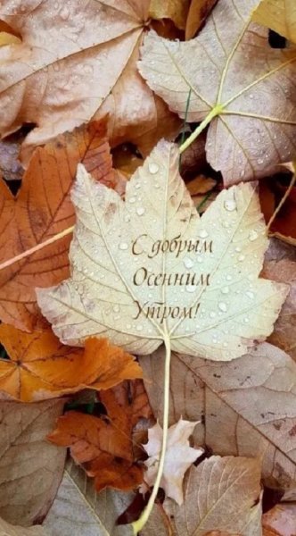 С добрым осенним утром!