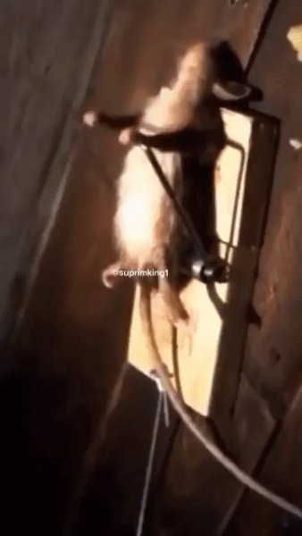 Мстя будет страшна