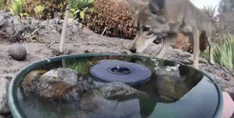 Водопой)