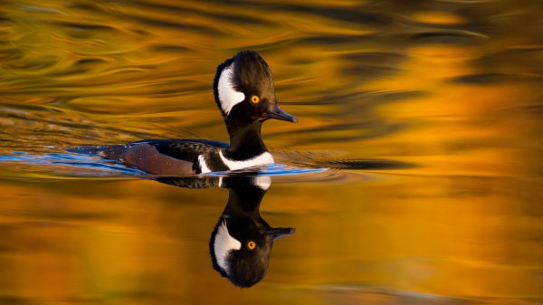 AutumnMerganser ROW8533864662 UHD