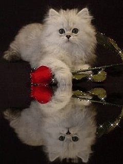 file_51729883