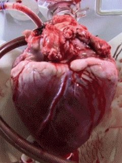 Живое сердце