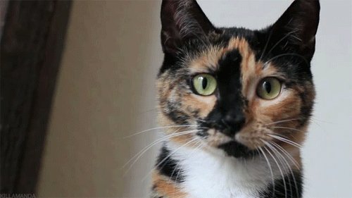 гифки, котэ, живность