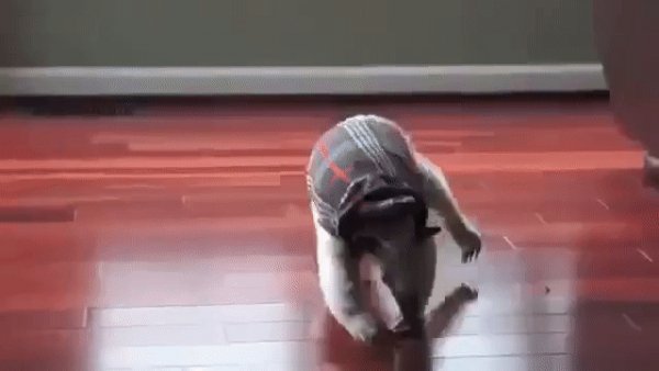 gif 1488965152