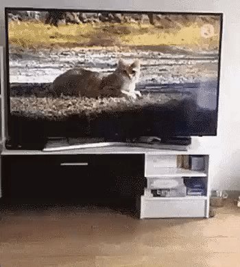 Смылся в окно