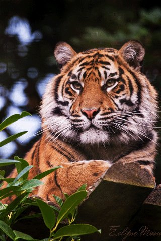 tiger