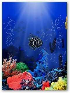 Aquarium -3