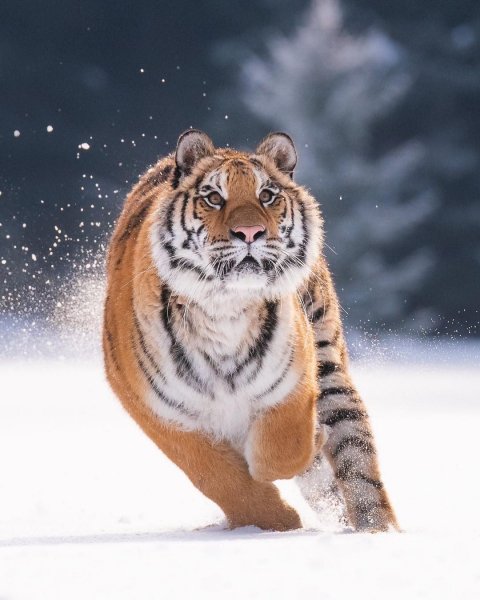 file_95701828