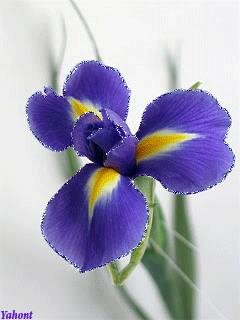 iris