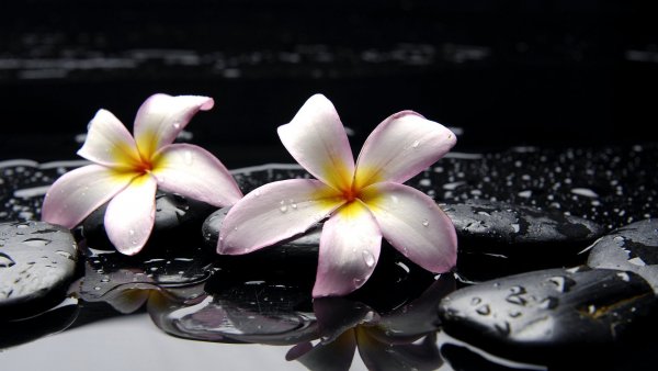 Image (30)
