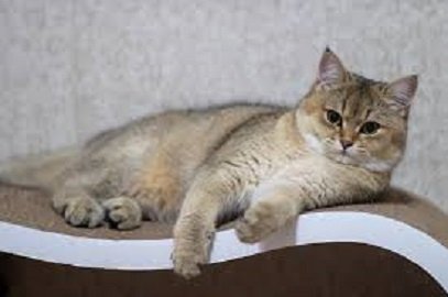 Кот