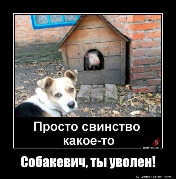 Просто свинство какое-то