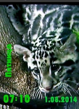 leopardik