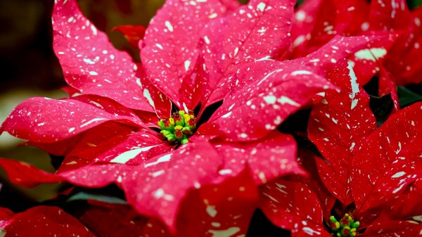 SpeckledPoinsettia ROW3840038275 UHD